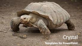  Presentation with tortoise - Theme with african spurred tortoise centrochelys sulcata background and a violet colored foreground