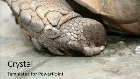  Presentation with tortoise - PPT theme with african spurred tortoise close up background and a light gray colored foreground