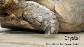  Presentation with tortoise - Colorful slide set enhanced with african spurred tortoise close up backdrop and a coral colored foreground