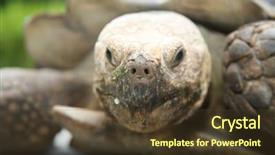  Presentation with tortoise - Beautiful PPT layouts featuring african spurred tortoise close up backdrop and a tawny brown colored foreground
