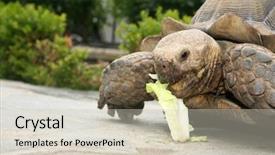  Presentation with tortoise - Presentation theme with african spurred tortoise close up background and a soft green colored foreground