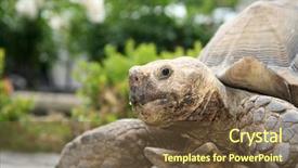  Presentation with tortoise - Presentation design having african spurred tortoise close up background and a tawny brown colored foreground