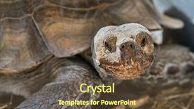  Presentation with tortoise - Presentation design with african spurred tortoise close up background and a tawny brown colored foreground