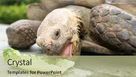  Presentation with tortoise - PPT theme having african spurred tortoise enjoying background and a mint green colored foreground