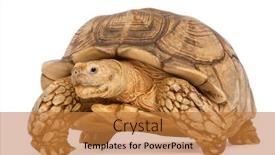  Presentation with tortoise - Colorful slide set enhanced with african-spurred-tortoise-geochelone-sulcata backdrop and a gold colored foreground