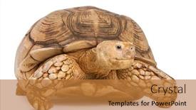  Presentation with tortoise - Cool new presentation with african-spurred-tortoise-geochelone-sulcata backdrop and a gold colored foreground
