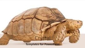  Presentation with tortoise - Cool new theme with african-spurred-tortoise-geochelone-sulcata backdrop and a coral colored foreground