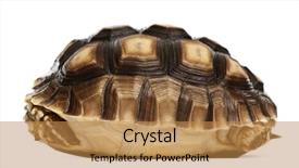 Presentation with tortoise - Theme consisting of african spurred tortoise geochelone sulcata background and a coral colored foreground