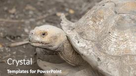  Presentation with tortoise - Presentation design featuring african-spurred-tortoise-in-zoo background and a  colored foreground