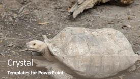  Presentation with tortoise - Slide set enhanced with african-spurred-tortoise-in-zoo background and a  colored foreground