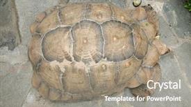  Presentation with tortoise - Beautiful slide deck featuring african spurred tortoise top down backdrop and a coral colored foreground