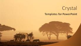  Presentation with african sunset - PPT layouts enhanced with african sunset with silhouetted trees and plains zebras amboseli national park kenya background and a light gray colored foreground