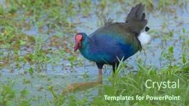  Presentation with swamp - Theme with african-swamp-hen-porphyrio-madagascariensis background and a tawny brown colored foreground