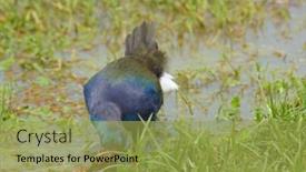  Presentation with swamp - Beautiful slides featuring african-swamp-hen-porphyrio-madagascariensis backdrop and a yellow colored foreground
