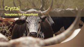  Presentation with cattle - PPT theme featuring african themes - herd of nguni cattle background and a tawny brown colored foreground