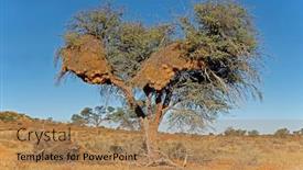  Presentation with thorn - PPT theme consisting of african-thorn-tree background and a coral colored foreground