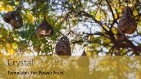  Presentation with african sunset - Slide set consisting of african-tree-with-few-weaver background and a gold colored foreground