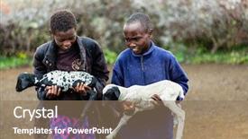  Presentation with african tribe - Presentation design featuring african tribe - massai children carrying goats background and a coral colored foreground