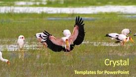  Presentation with yellow wood - PPT theme having african wading stork yellow billed background and a tawny brown colored foreground