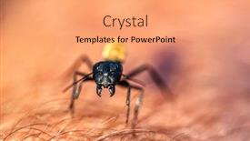  Presentation with warrior - Amazing presentation having thorax - african warrior termite macro backdrop and a coral colored foreground