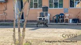  Presentation with grazing - Audience pleasing PPT layouts consisting of african-warthog-grazing backdrop and a soft green colored foreground
