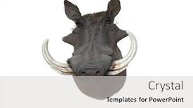 Presentation with mount kinabalu - Audience pleasing slides consisting of african warthog taxidermy mount backdrop and a light gray colored foreground