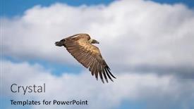  Presentation with sky blue - Beautiful presentation theme featuring african-white-backed-vulture-gyps backdrop and a light blue colored foreground