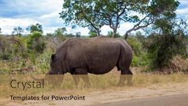  Presentation with africa tourism - Colorful presentation theme enhanced with african-white-rhino-with-horn backdrop and a coral colored foreground