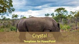  Presentation with kruger - PPT theme having african-white-rhino background and a tawny brown colored foreground