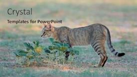  Presentation with kalahari - Colorful theme enhanced with african-wild-cat-felis-silvestris backdrop and a mint green colored foreground