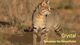  Presentation with south africa - Audience pleasing presentation theme consisting of african wild cat felis silvestris backdrop and a tawny brown colored foreground
