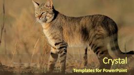 Presentation with south africa - Presentation theme with african wild cat felis silvestris background and a tawny brown colored foreground