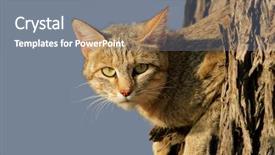  Presentation with cat - Theme featuring african wild cat felis silvestris background and a gray colored foreground