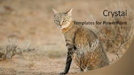  Presentation with south africa - PPT theme consisting of african wild cat felis silvestris background and a coral colored foreground
