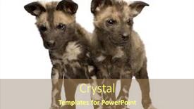  Presentation with wild dog - Presentation with african-wild-dog-cub-9 background and a coral colored foreground