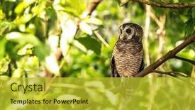 Presentation with africa - Presentation theme enhanced with african-wood-owl-strix-woodfordii background and a yellow colored foreground