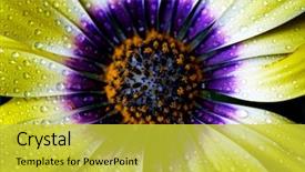  Presentation with daisy - PPT theme consisting of african yellow daisy with purple background and a yellow colored foreground