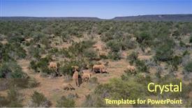  Presentation with elephants - Amazing PPT theme having africana - aerial drone photo african elephants backdrop and a violet colored foreground