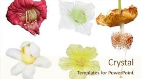  Presentation with tropical fruit - PPT layouts featuring africana - set of tropical spice background and a  colored foreground