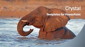  Presentation with water park - Slide deck consisting of africana playing in water etosha background and a coral colored foreground