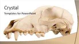  Presentation with skull - Colorful PPT theme enhanced with afterlife - cutout of canine dog skull backdrop and a white colored foreground