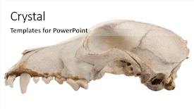  Presentation with skull - Amazing theme having afterlife - cutout of canine dog skull backdrop and a white colored foreground