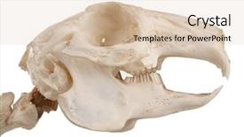  Presentation with rodent - Theme enhanced with group of their firend background and a gray colored foreground.