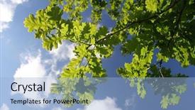  Presentation with oak - Slide set with afternoon sunlight filtering through oak background and a light blue colored foreground