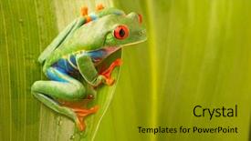  Presentation with animal eye - Amazing PPT theme having agalychnis callydrias a vivid amphibian backdrop and a gold colored foreground