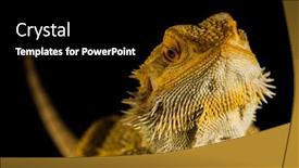  Presentation with agama - PPT theme having agama-bearded-dragon-reptile background and a black colored foreground