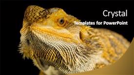  Presentation with agama - Theme featuring agama-bearded-dragon-reptile background and a black colored foreground
