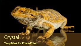  Presentation with agama - Cool new PPT theme with agama-bearded-dragon-reptile backdrop and a tawny brown colored foreground