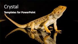  Presentation with agama - PPT layouts consisting of agama-bearded-dragon-reptile background and a black colored foreground