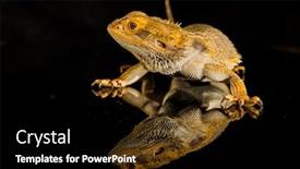  Presentation with agama - Slide deck consisting of agama-bearded-dragon-reptile background and a black colored foreground